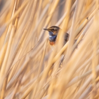 slavík modráček - Cyanecula svecica
