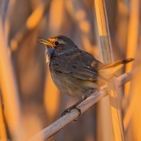 slavík modráček - Cyanecula svecica