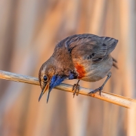 slavík modráček - Cyanecula svecica
