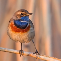 slavík modráček - Cyanecula svecica