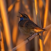 slavík modráček - Cyanecula svecica