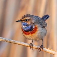 slavík modráček - Cyanecula svecica