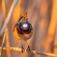 slavík modráček - Cyanecula svecica