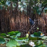 slípka modrá - Porphyrio porphyrio