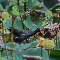 slípka zelenonohá - Gallinula chloropus
