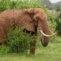 slon africký - Loxodonta africana