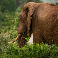 slon africký - Loxodonta africana