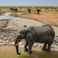 slon africký - Loxodonta africana