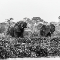 slon africký - Loxodonta africana