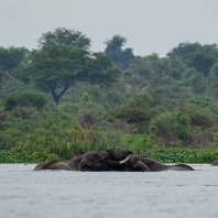 slon africký - Loxodonta africana