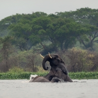 slon africký - Loxodonta africana