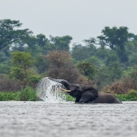 slon africký - Loxodonta africana