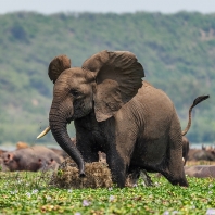 slon africký - Loxodonta africana