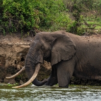 slon africký - Loxodonta africana