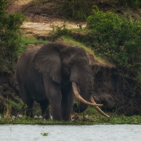 slon africký - Loxodonta africana