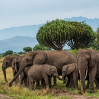 slon africký - Loxodonta africana