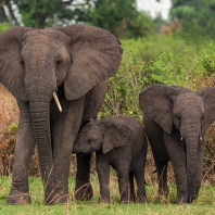 slon africký - Loxodonta africana