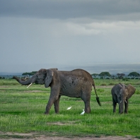 slon africký - Loxodonta africana