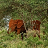 slon africký - Loxodonta africana