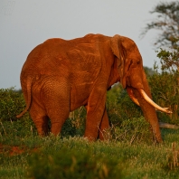 slon africký - Loxodonta africana