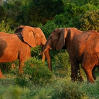 slon africký - Loxodonta africana