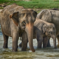 slon indický - Elephas maximus