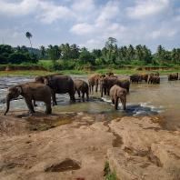 slon indický - Elephas maximus