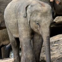slon indický - Elephas maximus
