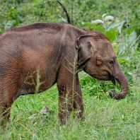 slon indický - Elephas maximus