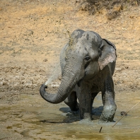 slon indický - Elephas maximus