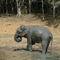 slon indický - Elephas maximus
