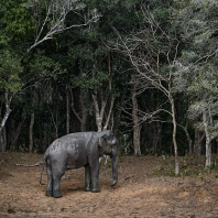 slon indický - Elephas maximus