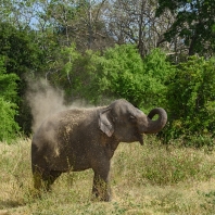 slon indický - Elephas maximus