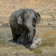 slon indický - Elephas maximus