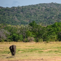 slon indický - Elephas maximus