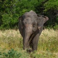 slon indický - Elephas maximus
