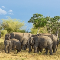 slon indický - Elephas maximus