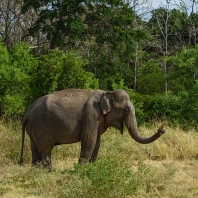 slon indický - Elephas maximus