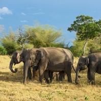 slon indický - Elephas maximus