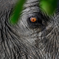 slon indický - Elephas maximus