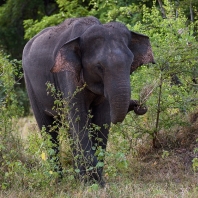 slon indický - Elephas maximus