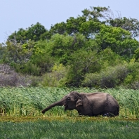 slon indický - Elephas maximus
