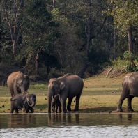 slon indický - Elephas maximus indicus