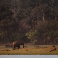 slon indický - Elephas maximus indicus