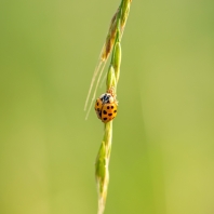 slunéčko východní - Harmonia axyridis