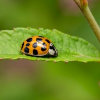 slunéčko východní - Harmonia axyridis