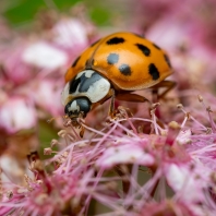 slunéčko východní - Harmonia axyridis