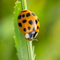 slunéčko východní - Harmonia axyridis