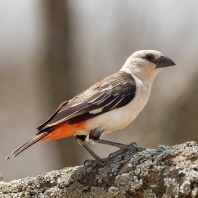 snovač bělohlavý - Dinemellia dinemelli