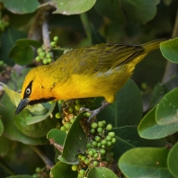snovač brýlový - Ploceus ocularis